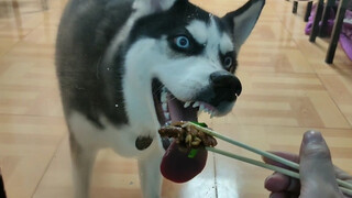 Dụ Husky qua cửa kính với đồ ăn