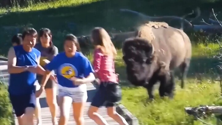 When Animals Go On A Rampage And Got Caught On Camera !