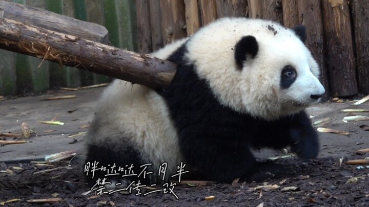 女明星听到黑麻说她没脖几，腿短还胖，生胖气了，哄不好的那种