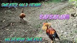 SPAR!  SWEATER GOLD HENNY VS GOLDENBOY SWEATER! BOTH ARE 7 MONTHS OLD