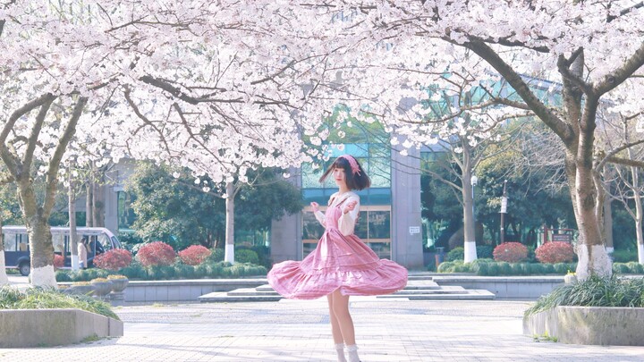 [อูฐ] ฤดูใบไม้ผลิ に Ichiban Street ❀ ถนนที่ใกล้ที่สุดไปยังฤดูใบไม้ผลิ [Under the Cherry Blossoms] [H