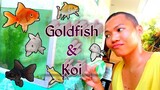 Fish Update: GOLDFISH & KOI