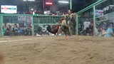 Buliksay in action... 3 cock derby... super na manok