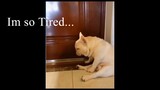 Funny Pets Try Not To Laugh