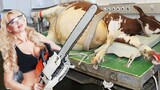 Amazing Modern Automatic Cow Farming Technology 奶场