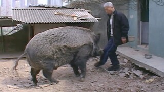 [Kumpulan Hewan] Paman kendarai babi hutan ke jalan untuk beli makanan setiap hari.