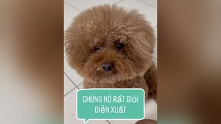 Rồi các Sen có công nhận bọn này nó diễn xuất như sắp ẵm tượng vàng Oscar ko? fyp changshugo boo cute cutedog cuncung boss pet thucung viral