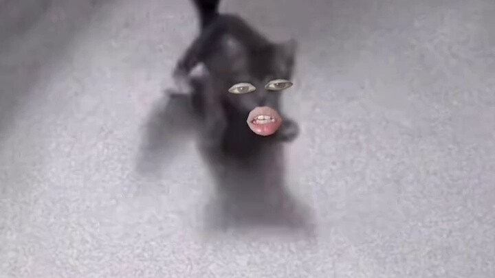 Cat: Did I say I wanted to play with you?