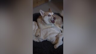 What’s your dog’s fave sleeping position? LearnOnTikTok dogslife sleeping