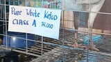 expo white kelso