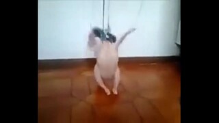 dancing chicken