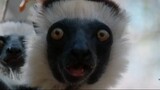 Lemur Indri