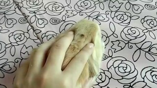 Cara mengubah kelinci menjadi mouse