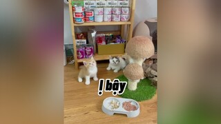 Mấy đứa cháu vô dụngggggggg. cat mèo cute DauToDangYeu