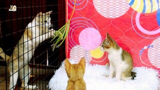 Mother cat and kittens reaction to coconut leaves