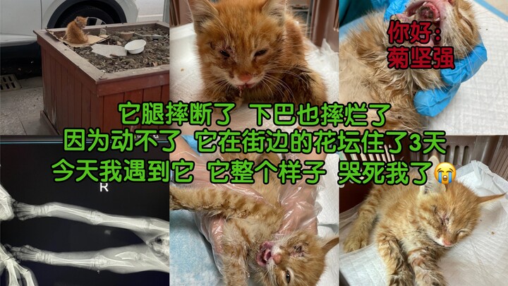 我又捡猫了！