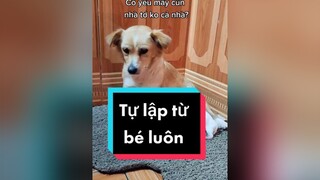 Cún con của e Bơ có mạnh mẽ ko cả nhà ơi... cunyeucuadua chó chócon chókhôn chócute