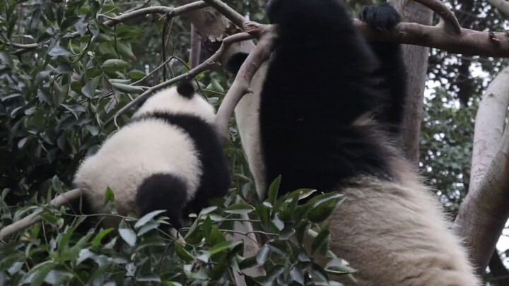 Panda Tuanzi memanjat hingga sangat tinggi
