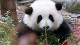 [Động vật][Vlog]Cuộc sống hàng ngày vui vẻ của gấu trúc He Hua