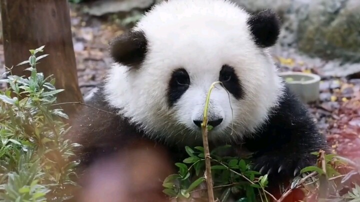[Animals][Vlog]Happy daily life of panda He Hua
