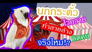 รีวิวนกแก้ว: นกแก้ว "กระตั้ว" ติดคน โวยวาย ทำลายล้าง จริงไหม!? EP.112