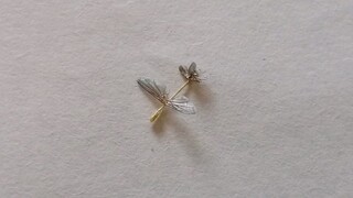 Super Tiny Fly Glider!