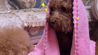 Sister takes shower and Tutu look inside.