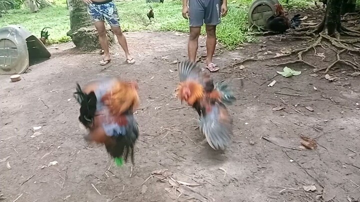 Sparring