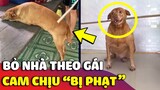 Biểu cảm hài hước của chú chó 'NẰM CAM CHỊU' bị phạt vì trốn nhà đi theo gái 😅 | Gâu Đần