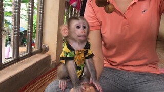 Feeding monkey Mino the grape