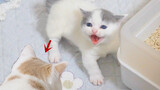 The father cat is bullied by his baby the first time they meet