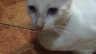 My cat snowball :)