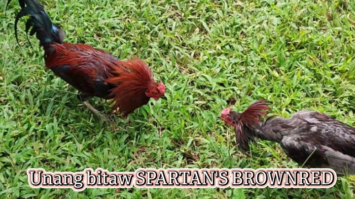 Unang bitaw, Spartan's Brownred🥰