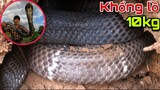 Lập Kỷ Lục Việt Nam Với Đôi Rắn Hổ Mang khổng Lồ 10kg To Nhất Thế Giới | Giant King Cobra