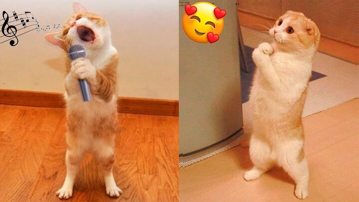 Funniest Cat Videos That Will Make You Laugh #12 - Funny Cats and Dogs Videos - Bilibili Funniest Cat Videos That Will Make You Laugh #12 - Funny Cats and Dogs Videos - Bilibili