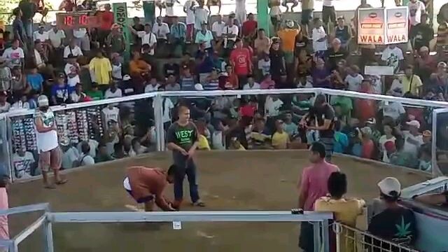 pulang manok ni insan Paul Rapadas wins ♥️🐓@Tambo pamplona Cockpit arena