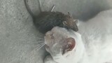 Chuột: Chết tiệt, còn con mèo nào nữa? !