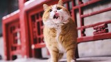 Binatang|Anak Kucing Memperlihatkan Gigi Gingsul