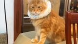 I said that Maine Coon cats have some issues with their IQ. Is that okay with you?