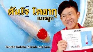 ภารกิจพิชิตตันโจ - Tancho Kohaku Marudo Koi Farm l คุณพ่อคราฟ