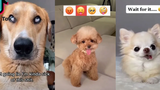 รวมคลิปตลก ฮาๆ ขำๆ หมาตลก Funny Dogs TikTok Compilation 2021 Try Not to Laugh Challenge 001