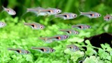 5 Jenis ikan hias schooling untuk aquascape