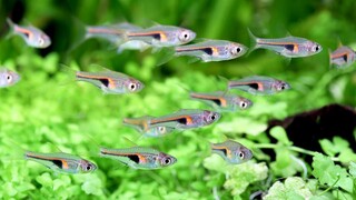 5 Jenis ikan hias schooling untuk aquascape