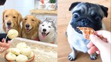 Funny Dog Reaction to Dog Food - Funny Dog Food Reaction Compilation