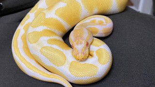 Reptile|Lovely Ball Pythons