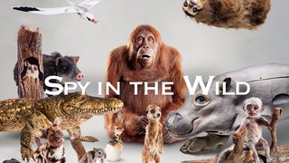 สารคดี สัตว์สายลับจอมส่องธรรมชาติ SPY IN THE WILD