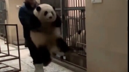 Panda Raksasa Yingyingguai sedang online: Bintang wanita awal Huahua menimbang dirinya sendiri, lucu