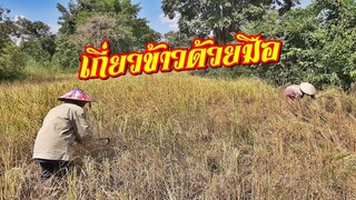 เกี่ยวข้าวแบบนี้หาดูยากแล้ว วิถีชาวนา เฮามันไทบ้าน