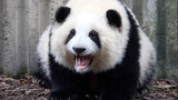 Cute Panda Video