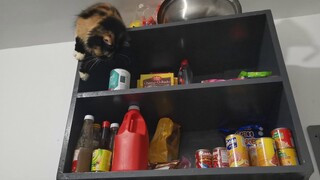 Suni is everywhere || Clowder zone